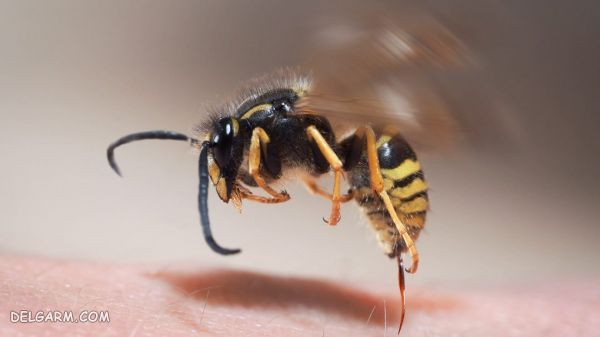 نیش زنبور عسل 
