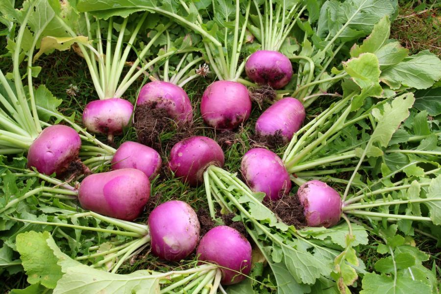 برگ شلغم و این همه خاصیت؟!