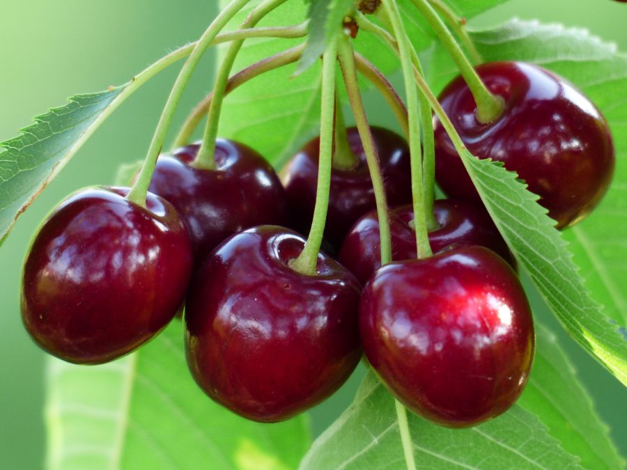 آموزش کاشت آلبالو و نکات کلیدی برای پرورش درخت آلبالو