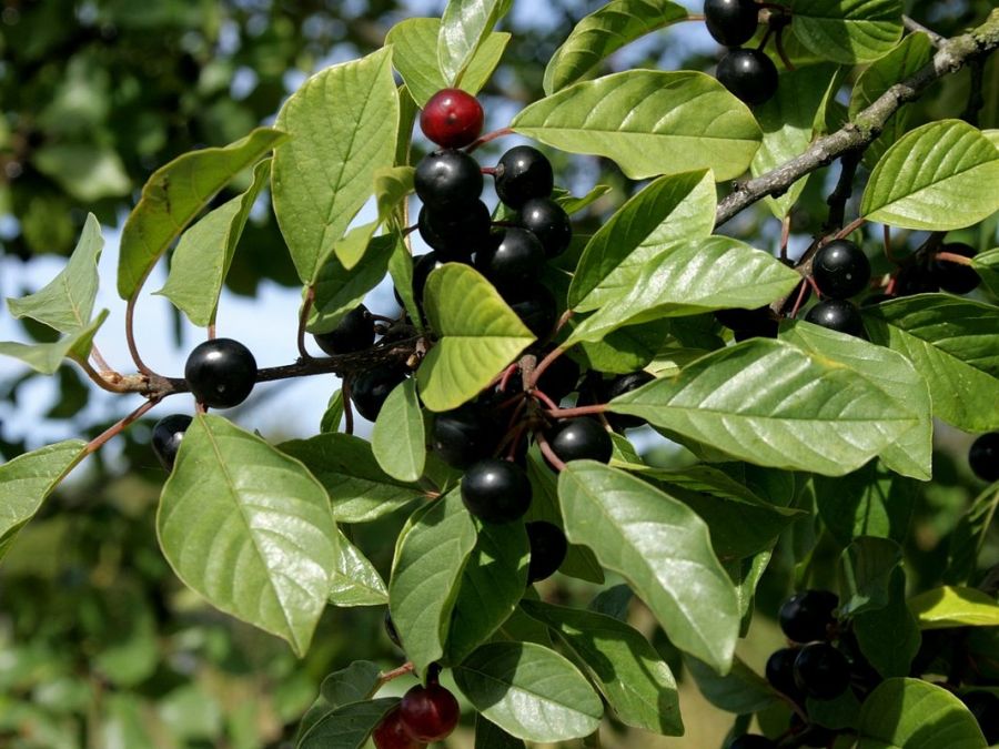 آشنایی با خواص گیاه سیاه توسه در طب سنتی