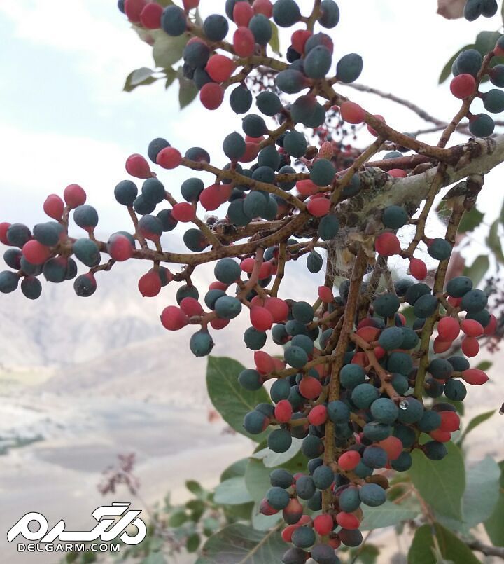 کلخنگ