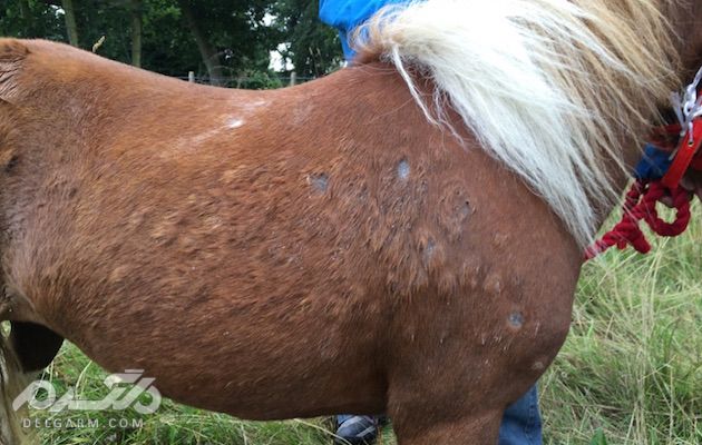 درمان بیماری کچلی در اسب