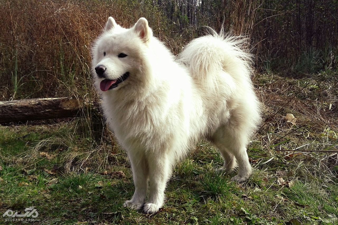 ساموید (Samoyed)