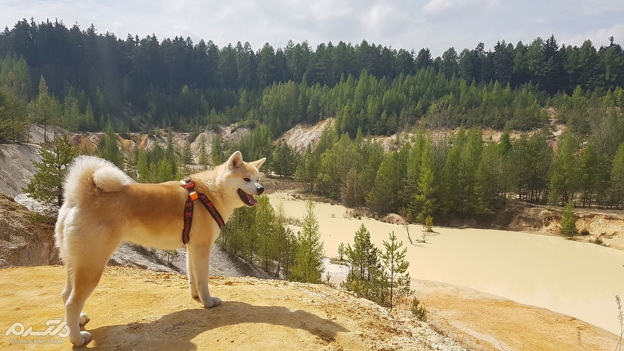 آکیتا (Akita)