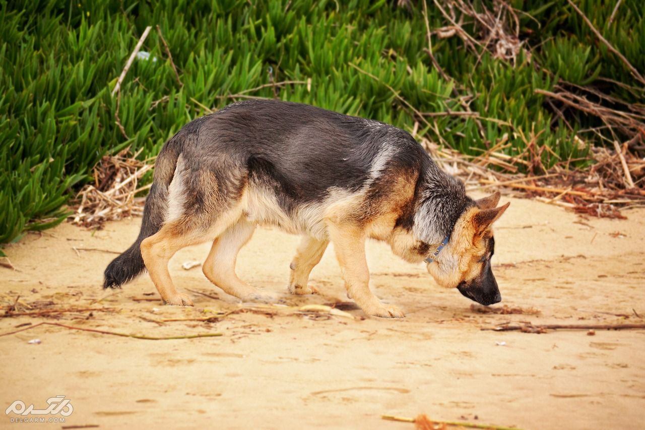 ژرمن شپرد (German Shepherd)