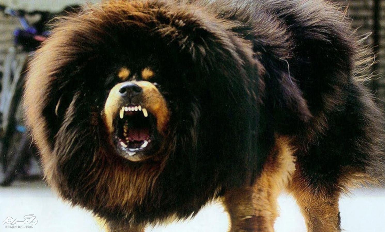 سگ ماستیف تبتی (Tibetan Mastiff)