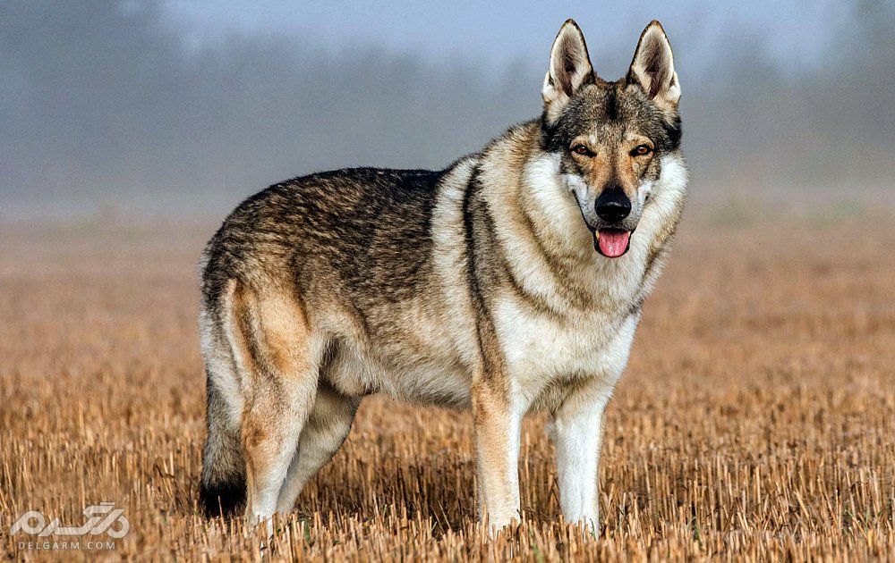 چکسلواکی ( Czechoslovakian Vlcak )