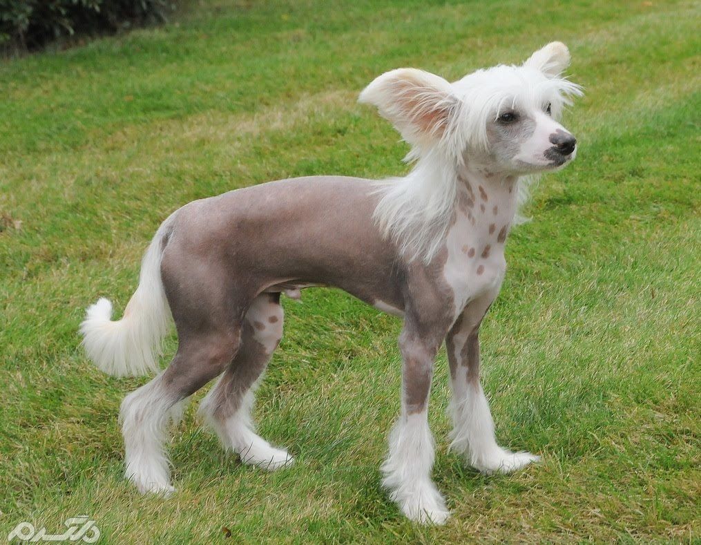 Chinese Crested Hairless