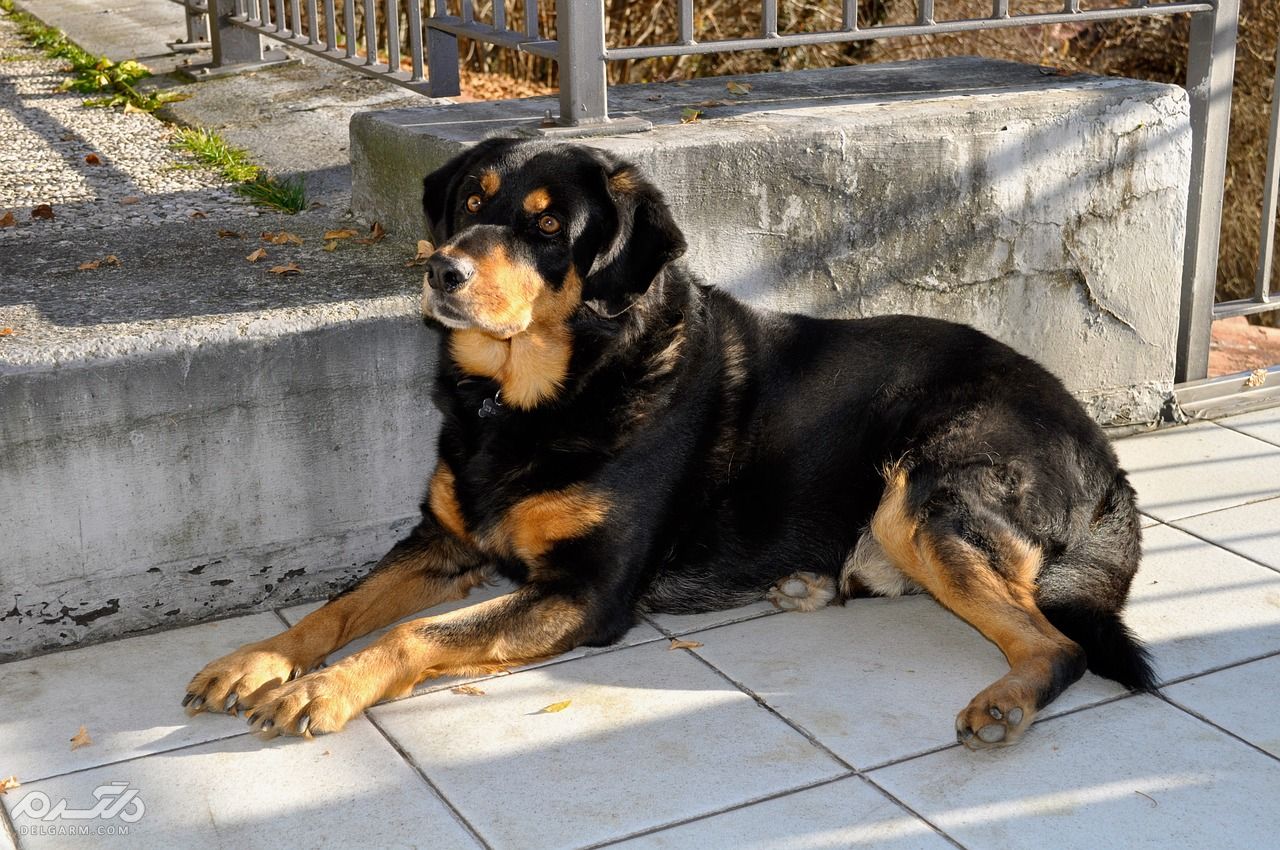  روتوایلر (Rottweiler)