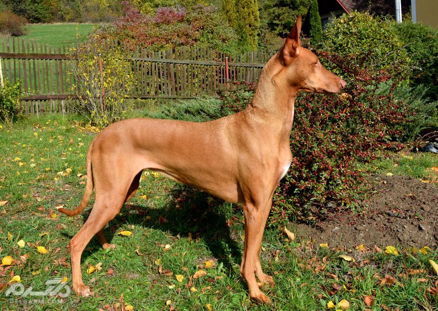 Pharaoh Hound
