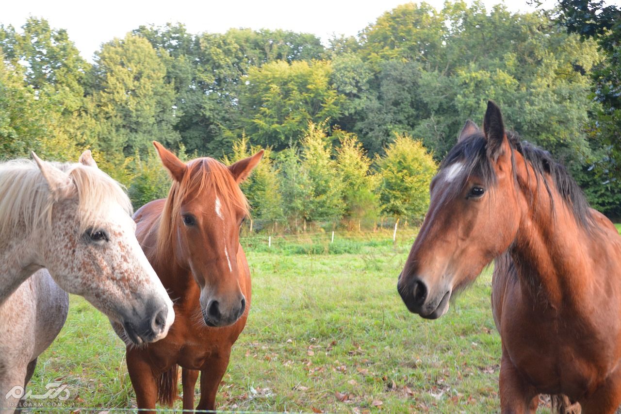 درمان نفخ در اسب و کره اسب