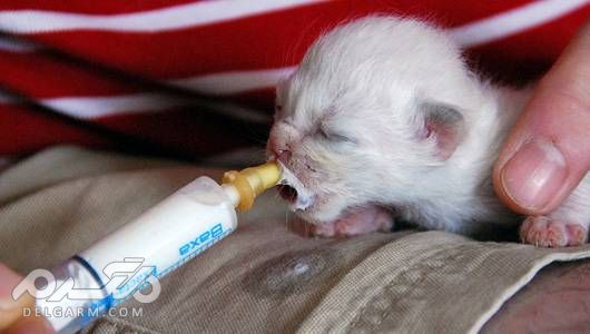 نکات مهم در شیر دادن بچه گربه