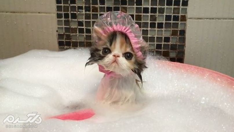 نحوه حمام کردن گربه