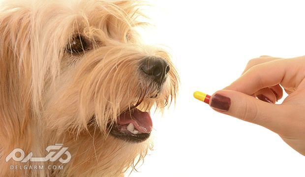 عوارض جبران ناپذیر و خطرناک و کشنده مصرف دارو برای حیوانات 