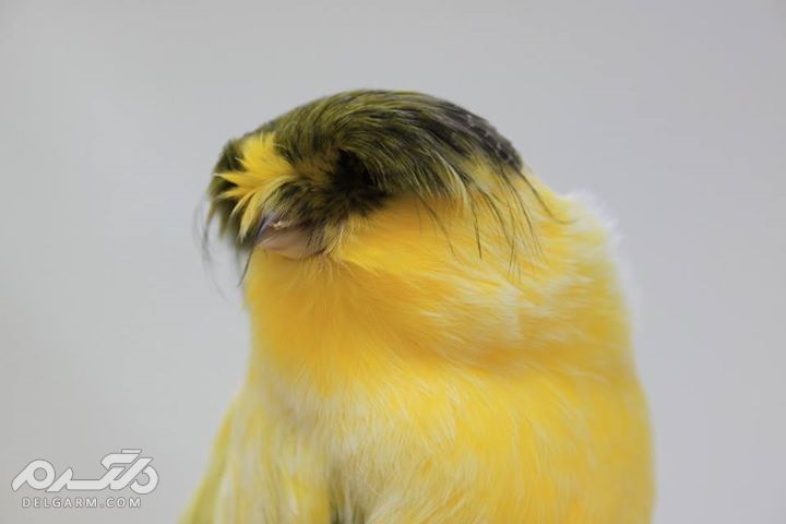 4 - قناری نژاد کرست ( canary-crest )
