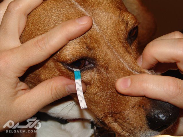 7 - خشکی چشم در سگ (Dry Eye)