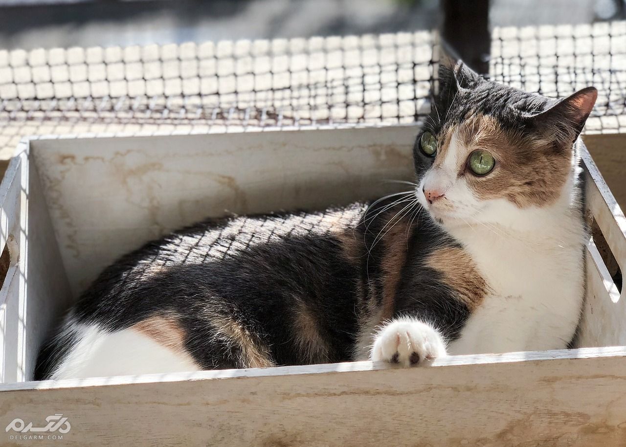 تشخیص و درمان سرطان لنفومی در گربه