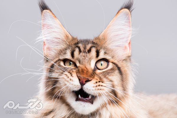 تشخیص سن گربه با توجه به دندان
