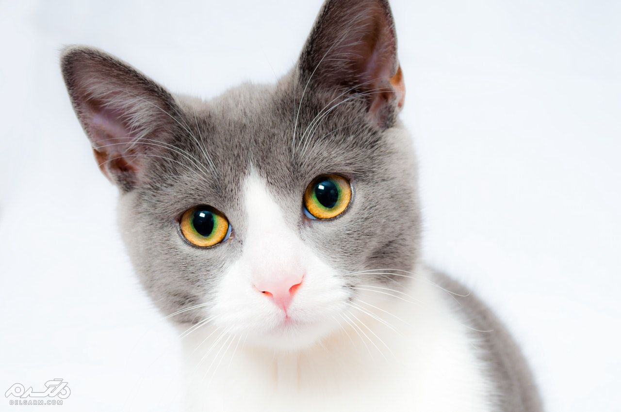 تشخیص سن گربه باتوجه به رفتار و مشکلات 