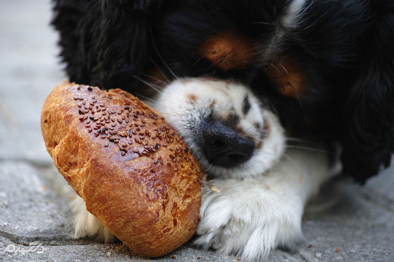 چه غذاهایی برای سگ مضر و کشنده است