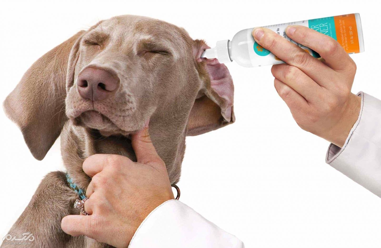 درمان گوش سگ تمیز کردن گوش سگ