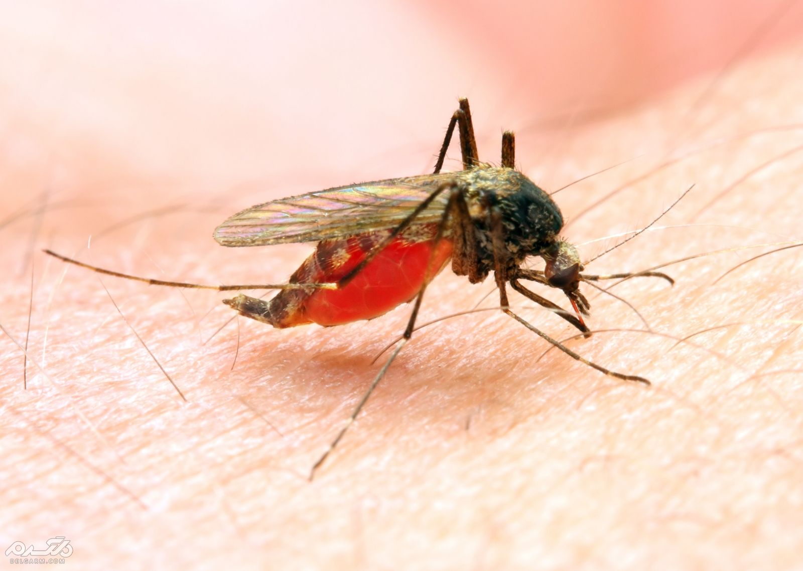 درمان مالاریا با مواد غذایی 