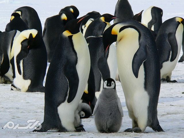 4 پنگوئن با تولید مثل بالا