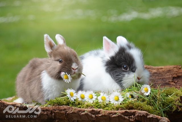 5 خرگوش با تولید مثل بالا