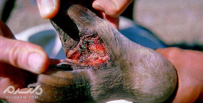 نشانه های سیاه زخم در حیوان