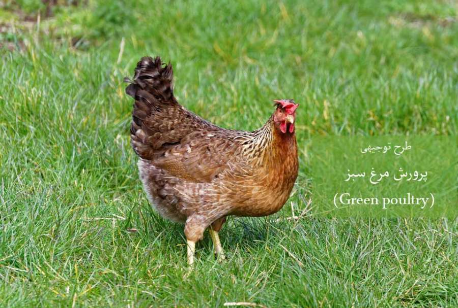 آشنایی با مرغ سبز و طرح توجیهی آن (Green poultry)