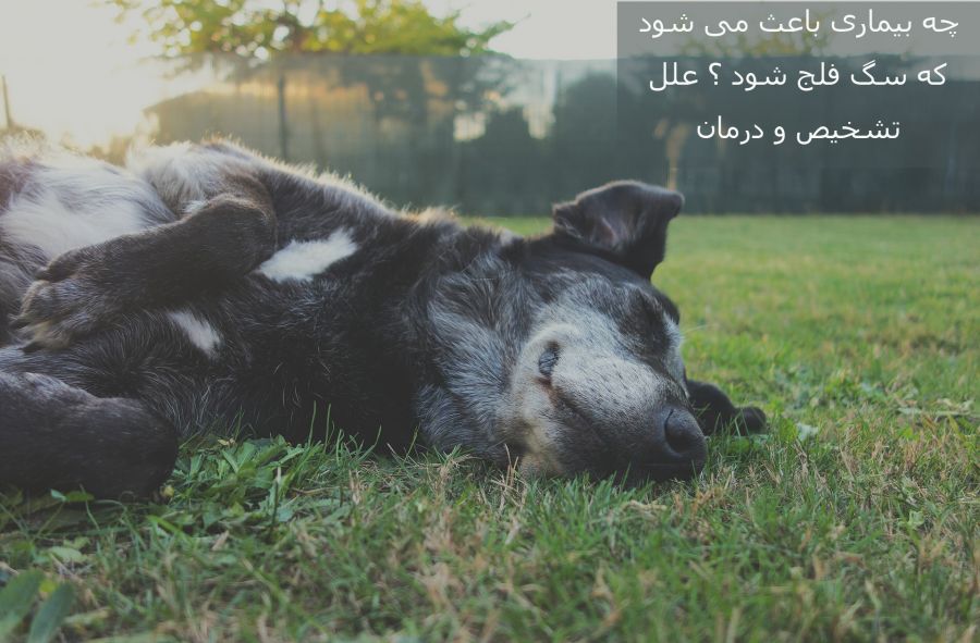 مسمومیت غذایی چه آسیبی به سگ می رساند؟ آیا سگ فلج می شود؟