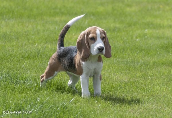 معرفی سگ نژاد بیگل (Beagle)