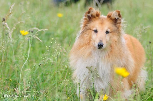 ششمین سگ باهوش، سگ نژاد شتلند (Shetland)