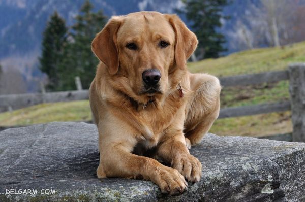 هفتمین سگ باهوش جهان، سگ نژاد لابرادور (Labrador)