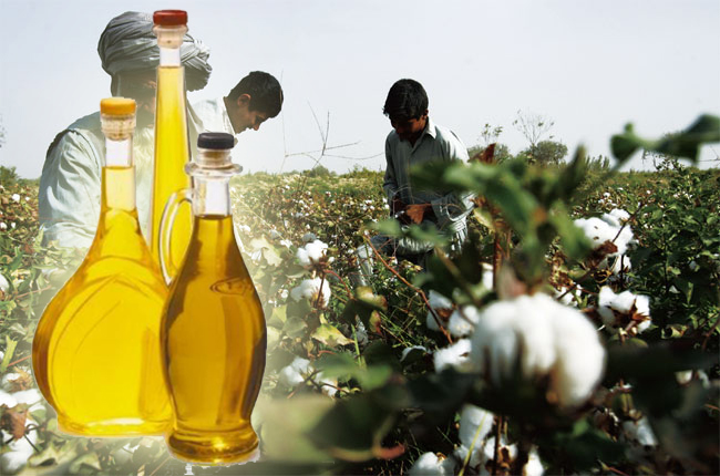 خواص روغن پنبه دانه