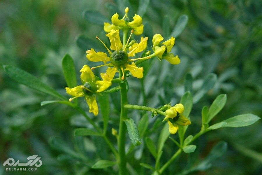 سقط جنین سداب