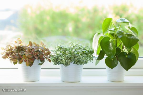 گیاهان آپارتمانی ، گل آپارتمانی
