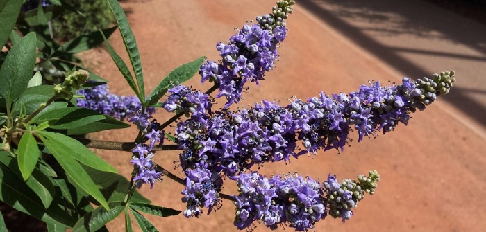 فواید جادویی قرص گیاهی ویتاگنوس (Vitagnus) برای بانوان