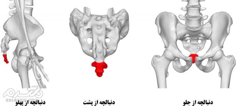 دنبالچه