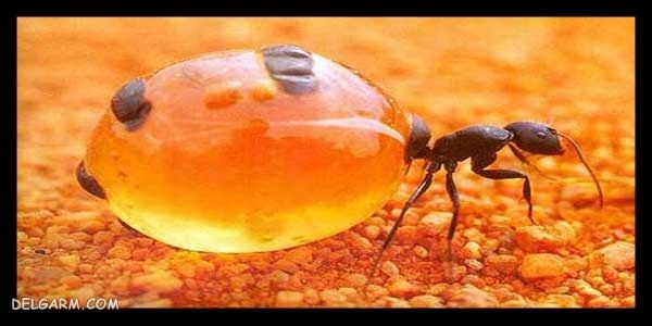 فواید روغن مورچه