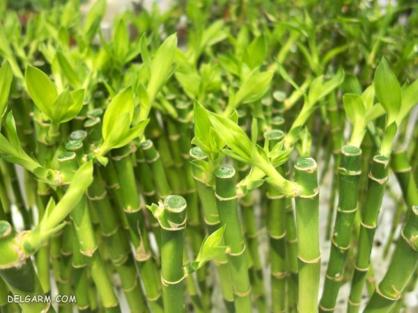 bambooo