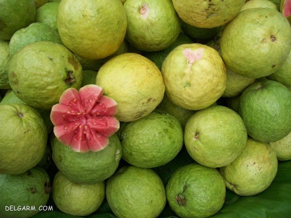 میوه گواوا