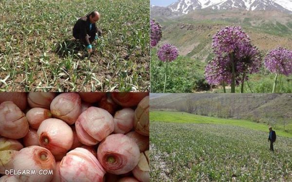 کاشت موسیر