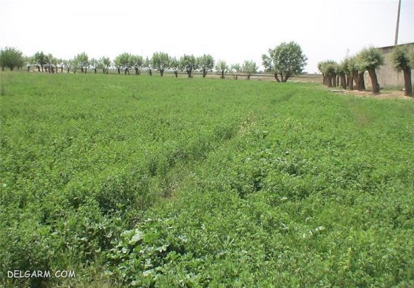 کاشت یونجه
