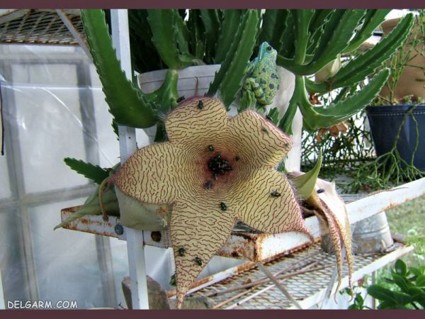 کاکتوس قورباغه ای
