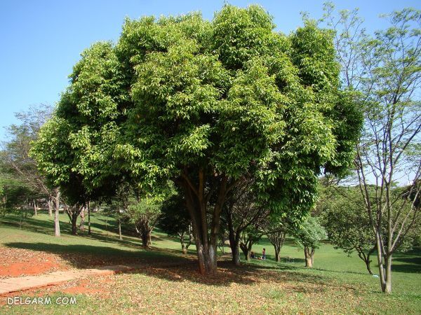 درخت جمبو