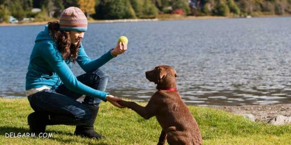 dog training