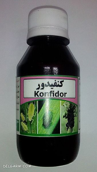 کونفیدور