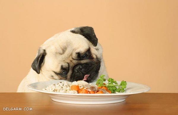 غذای مناسب سگ