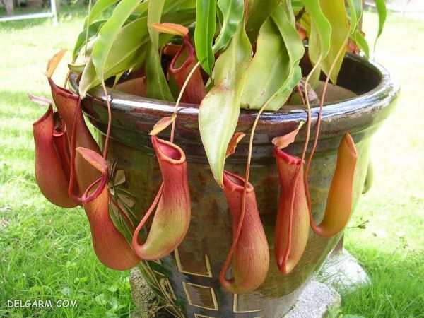 گیاه کوزه ای